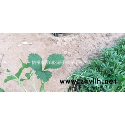 便宜供应 花叶芦竹，水生植物芦竹 再力花  一叶莲