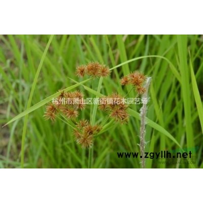 水生植物报价鱼腥草、再力花、水生美人蕉、鱼腥草、芦苇、玉带草