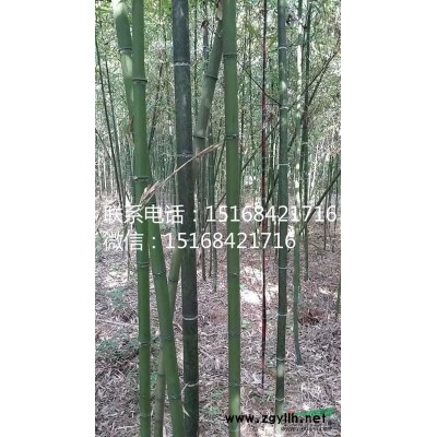 批发各类鱼腥草 千屈菜 水葱 香蒲 睡莲 水生花卉 水生植物