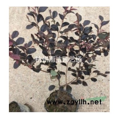 *哪里有芦苇基地 精品芦苇 芦苇图片 价格 产地