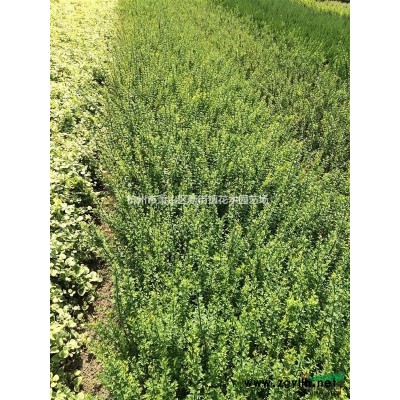 大量供应精品海桐球 大叶黄杨球 规格* 欢迎联系