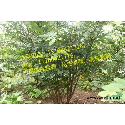 南天竹盆栽 南天竹苗 盆景 红天竹 盆栽花卉竹子