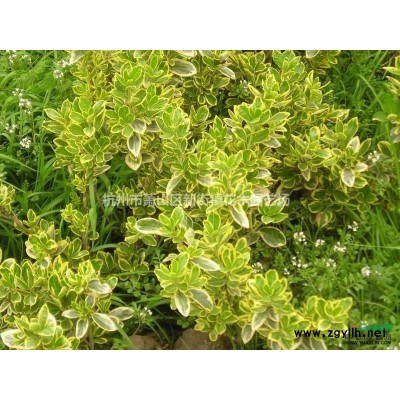 樱花苗樱花树苗日本樱花树苗嫁接早樱晚樱樱花小苗绿化苗当年开花