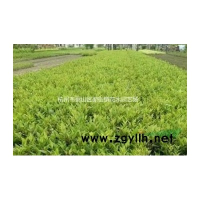 庭院树 黄杨 冬青 女贞 桂花等