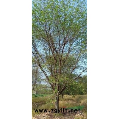 供应精品夏鹃球大桶苗及1米夏鹃球出售