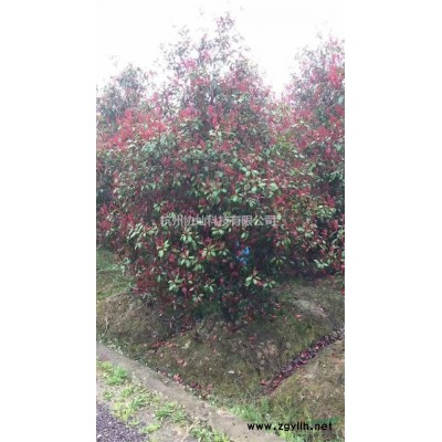 供应精品3-28公分二乔玉兰与红玉兰紫玉兰出售