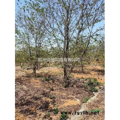 供应8-28公分榉树与品种榉树优质大量供应