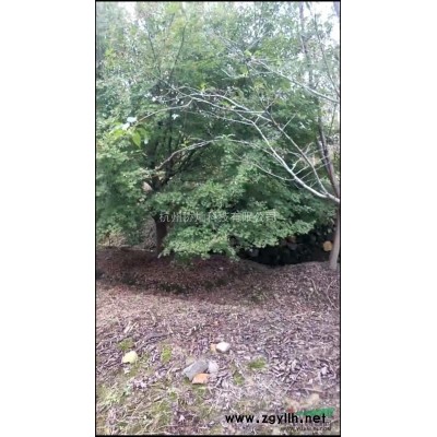 供应30公分桂花八月桂35公公桂花40公分八月桂花