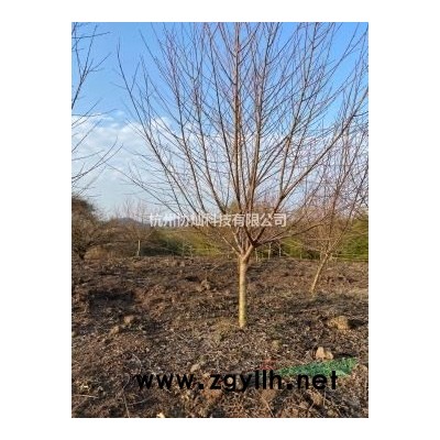 有精品艺术形状树形态红梅15-20公分红梅绿梅