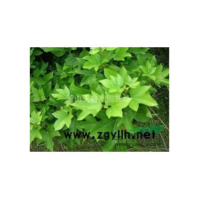 精品无刺枸骨球 P80-350