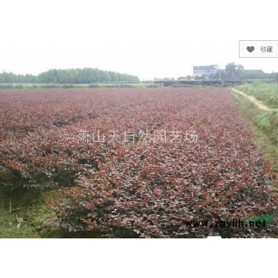 无刺枸骨小毛球 H50P30