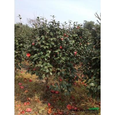 日本樱花价格 浙江樱花行情  宁波樱花行情  日本晚樱
