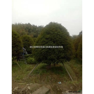 造型罗汉松价格批发 浙江造型罗汉松行情 华东造型罗汉松便宜