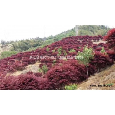 今年茶花价格 华东地区茶花行情  批发今年优质传话 精品茶花