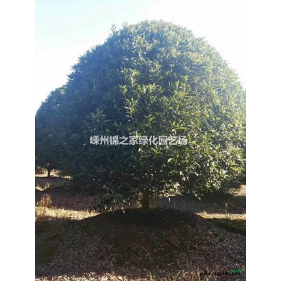 浙江北美冬青，高度100左右蓬型好，杆子粗壮产地直销，大小有