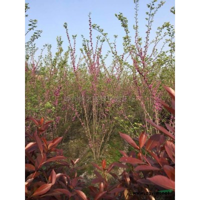 凌霄地苗杯苗出售，规格*