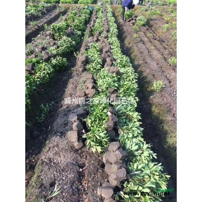 浙江美人蕉批发便宜 浙江水生美人蕉报价  花叶美人蕉报价便宜