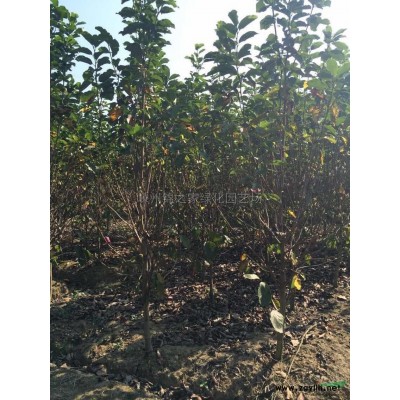 今年浙江桧柏价格真便宜 精品桧柏行情 桧柏批发价格便宜