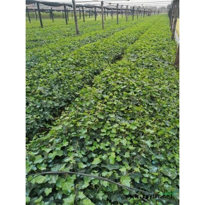 供应花叶冬青8-12，花叶冬青彩叶树，优质苗土球好