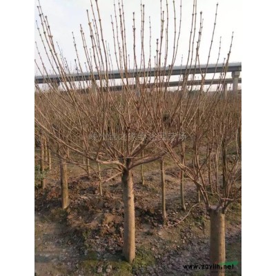 供应黄花美人蕉，红花美人蕉，花叶美人蕉，水生美人蕉，产地直销