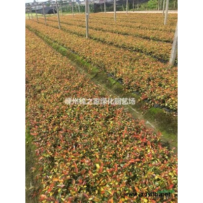 供应花叶美人蕉，红花美人蕉，黄花美人蕉，朱蕉，水生美人蕉巴蕉