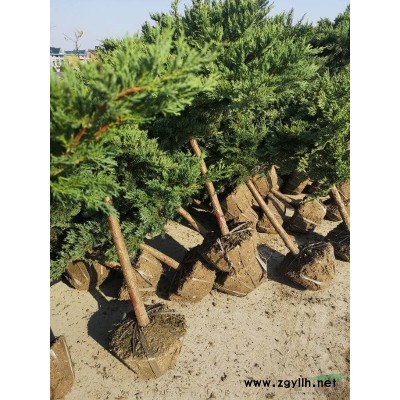 供应马尼拉草皮，数量足方，实地现量现挖