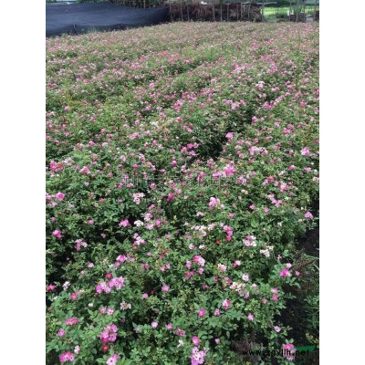 供应金森女贞球P80-150，数量2000棵，土球好球型密实
