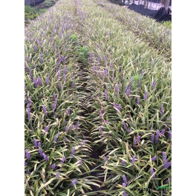 供应桂花P200-350，数量800棵，冠幅圆整，产地直销