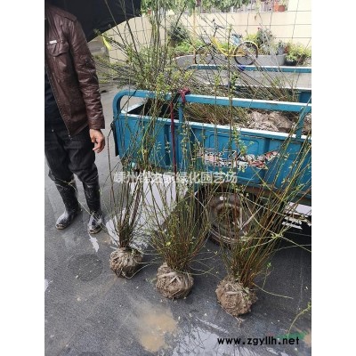 供应垂柳8-15公分，质量保证，价格实惠