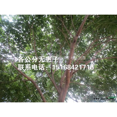 退林还耕 P100-120海桐球大量供应