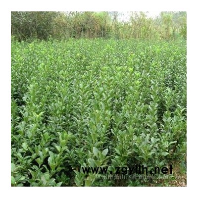 供应各规格鸭脚木