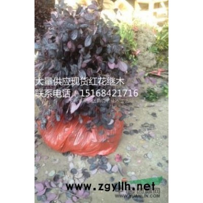 供应20-50cm金丝桃