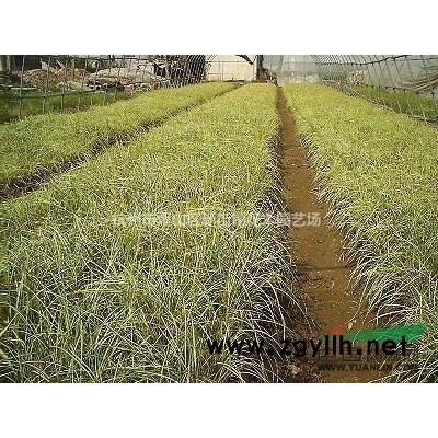 大量供应金边黄杨小苗 大叶黄杨小苗 女贞小苗 毛鹃