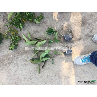 美女樱 月见草 地被石竹 二月兰 金鸡菊 马鞭草 大量供应