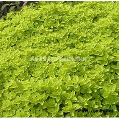 供应小叶扶芳藤