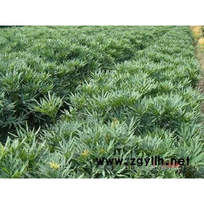 供应红叶石楠球、大叶黄杨、小叶女贞球、金叶女贞球