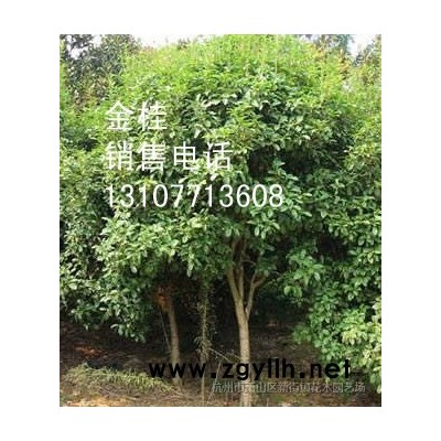 供应品种月季、红花月季、欧洲月季、月季小苗、月季