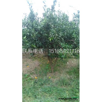 供应茶梅色块苗、p40-300cm茶梅球