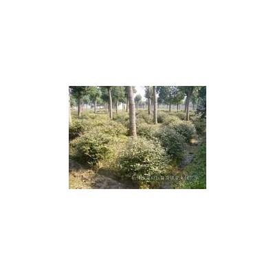 苗圃低价供应：木绣球P1.5-2.5米 H1-3米 需要的请联系