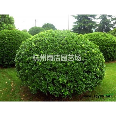 供应银姬小蜡球P80-1.5米 金姬小蜡球P1-1.2米 青珊瑚H1.5米-2.5米 产地直供