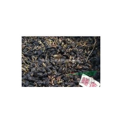 低价供应各类矾根 欢迎订购