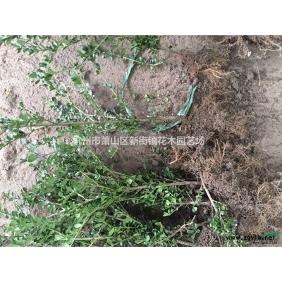 大量供应 低价直销 西府海棠 垂丝海棠 金姬小蜡球 银姬小蜡球