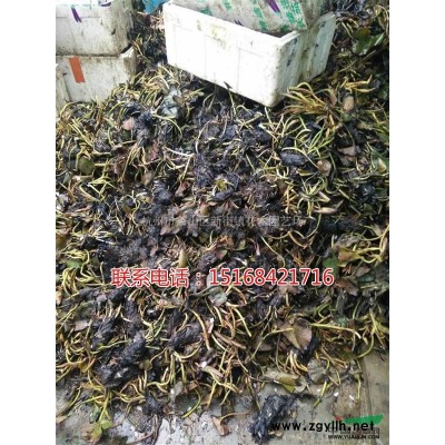 基地直销桧柏小毛球 兰花三七 金边黄杨球 大叶黄杨柱子