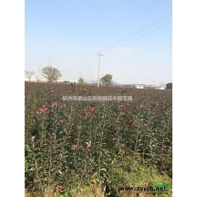 *低价供应鸢尾、芦苇、梭鱼草、海寿花、水葱