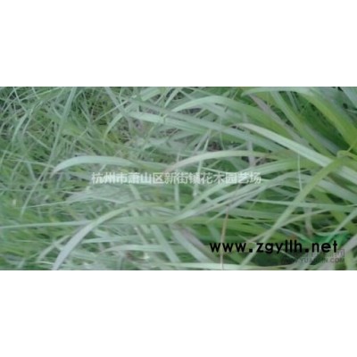 水生植物基批发蒲苇 蒲苇价格 蒲苇浙江 观赏草