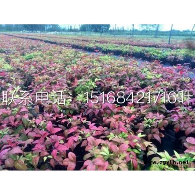 低价处理 苦草 沉水植物 沉水植物苦草 苦草批发 苦草价格