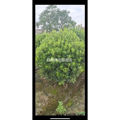 低价荷花、睡莲、香水莲各类水生植物