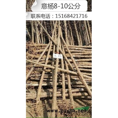 基地大量供应芦苇 芽足苗好 欢迎随时订购 随时有货