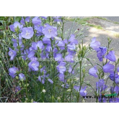 水生花卉水草挺水植物鱼塘池塘绿化植物黄菖蒲苗黄花鸢尾