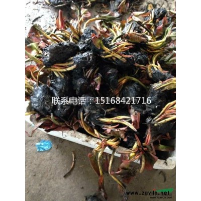 直销 水果兰小苗 灌从石蚕 工程苗庭院篱笆植物